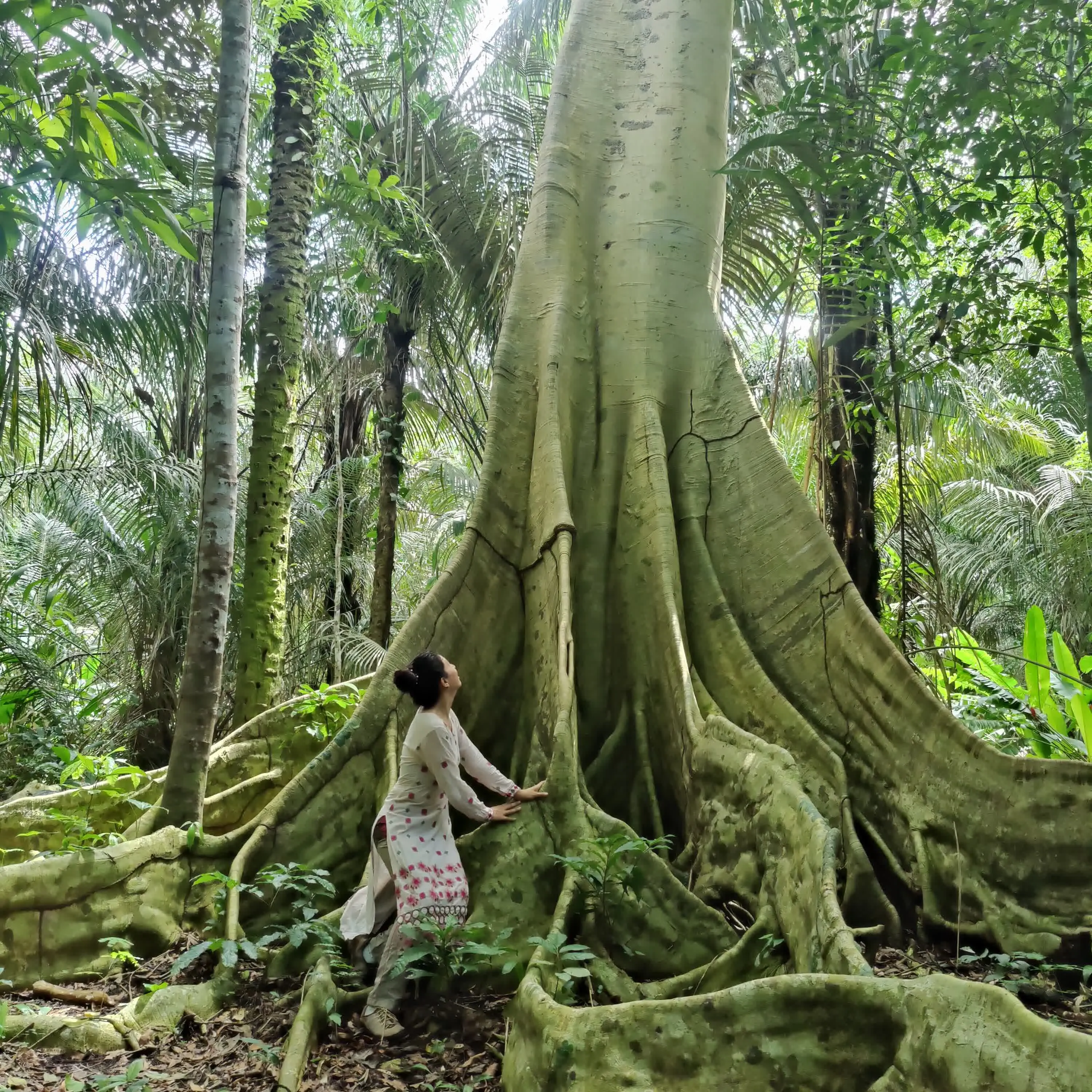Mar at the base of a giant ceiba tree in the Amazon jungle