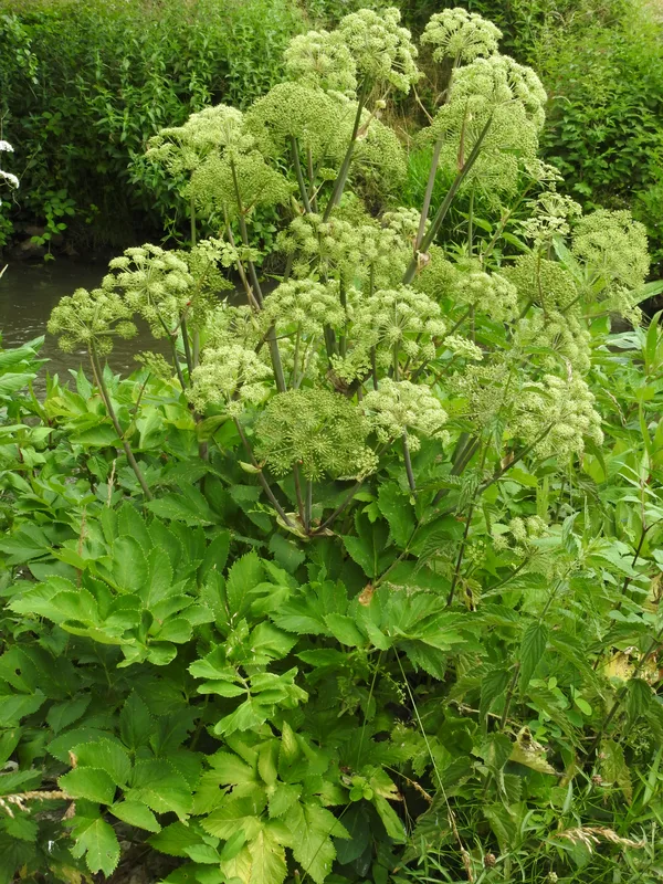 Kvann (Angelica archangelica) — the whole flowering plant with its rounded umbels